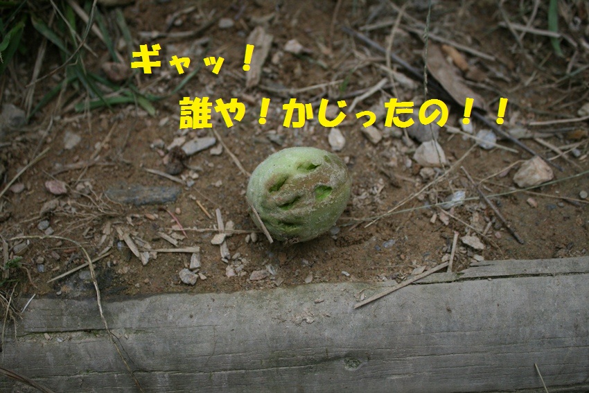 d0077740_1033138.jpg