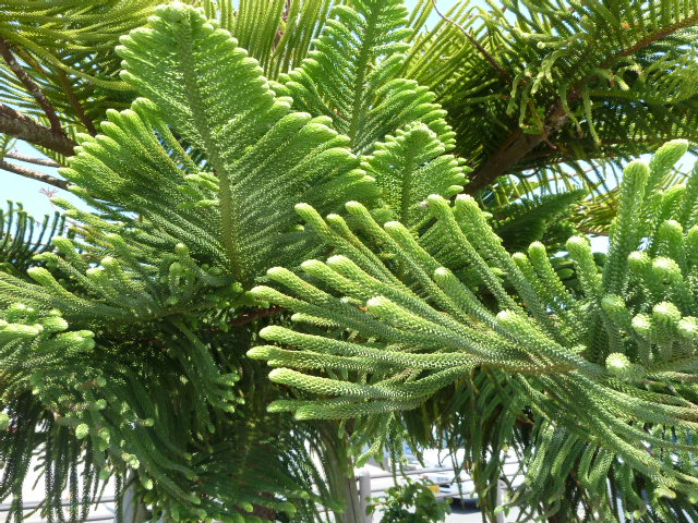 b0190242_8231897.jpg