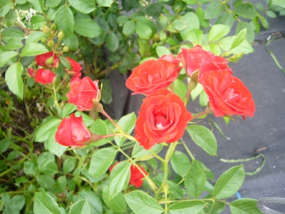 e0100046_20204841.jpg