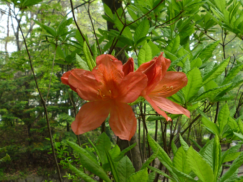 b0045357_8501727.jpg