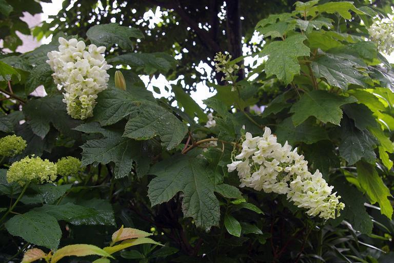 f0159267_16185082.jpg