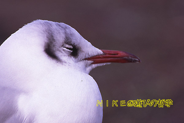 e0000968_21473619.jpg