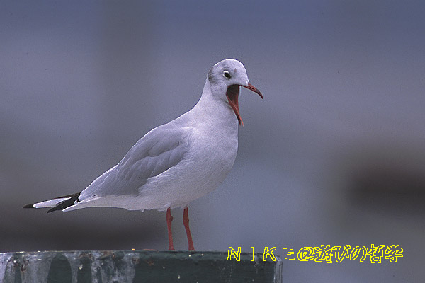 e0000968_21473761.jpg