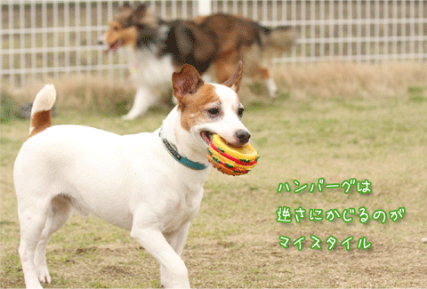 f0132772_2311344.gif