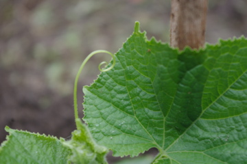 f0054677_7111129.jpg
