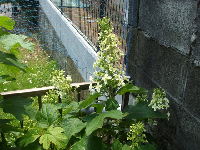 a0149588_10493566.jpg