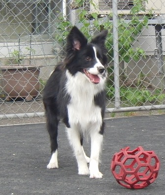 f0077697_1938761.jpg