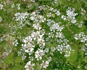 c0151898_17582557.jpg
