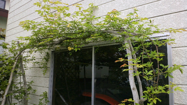 b0035611_19531483.jpg