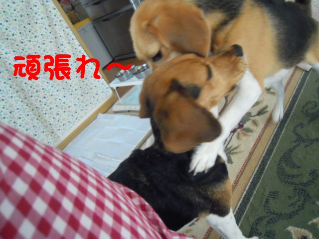 c0166622_8353360.jpg