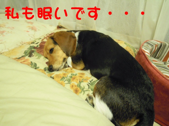 c0166622_8361778.jpg