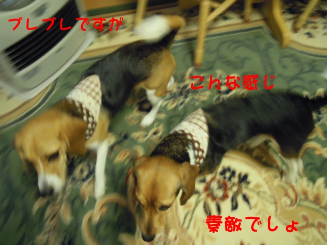 c0166622_837046.jpg