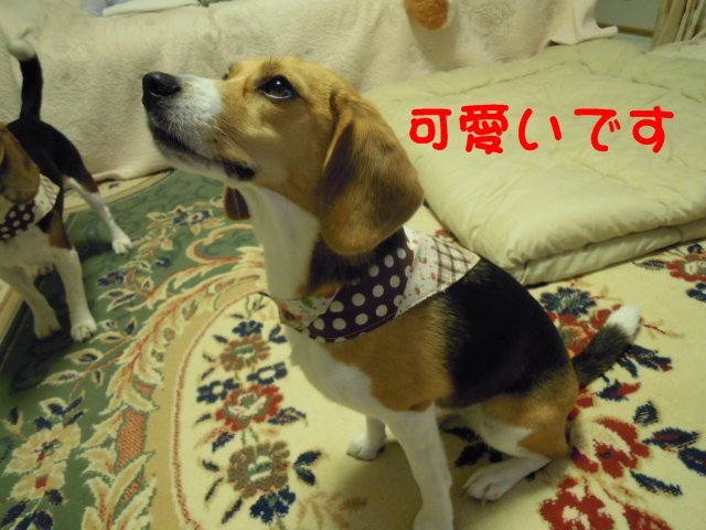 c0166622_837162.jpg