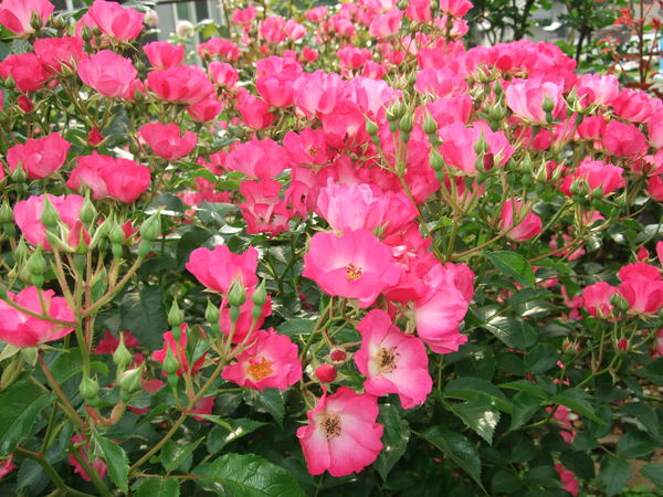 b0132024_20543543.jpg