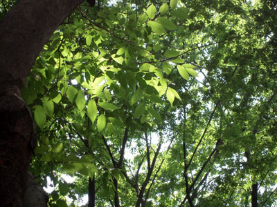 c0050264_1929053.jpg