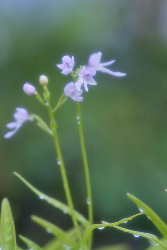 b0223668_636848.jpg