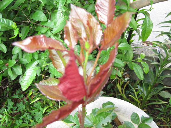 e0031572_912512.jpg