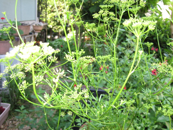 e0031572_93032100.jpg