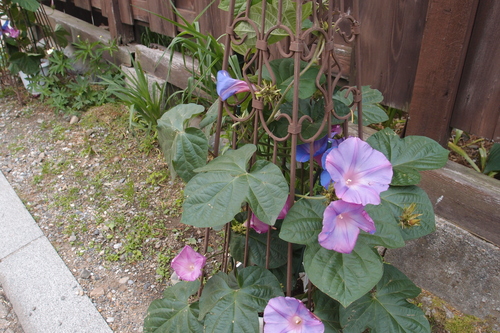 d0153683_062118.jpg