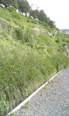 d0190983_20392817.jpg
