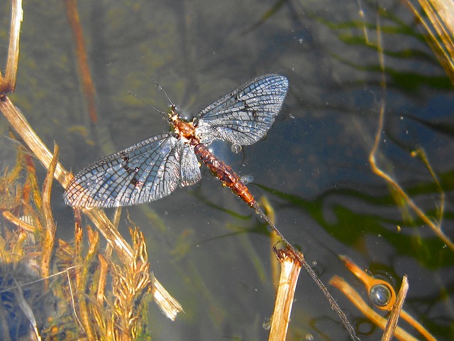 e0202393_2384370.jpg
