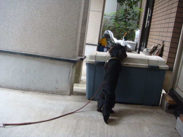 d0098295_063635.jpg