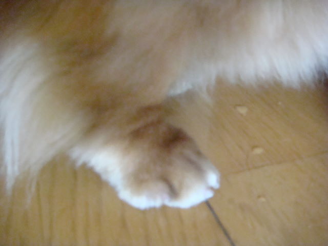 d0098295_083451.jpg