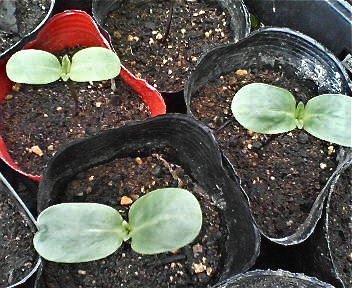 a0199297_11223745.jpg