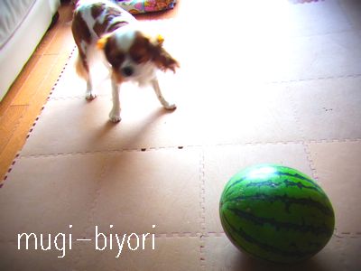 f0214121_221774.jpg