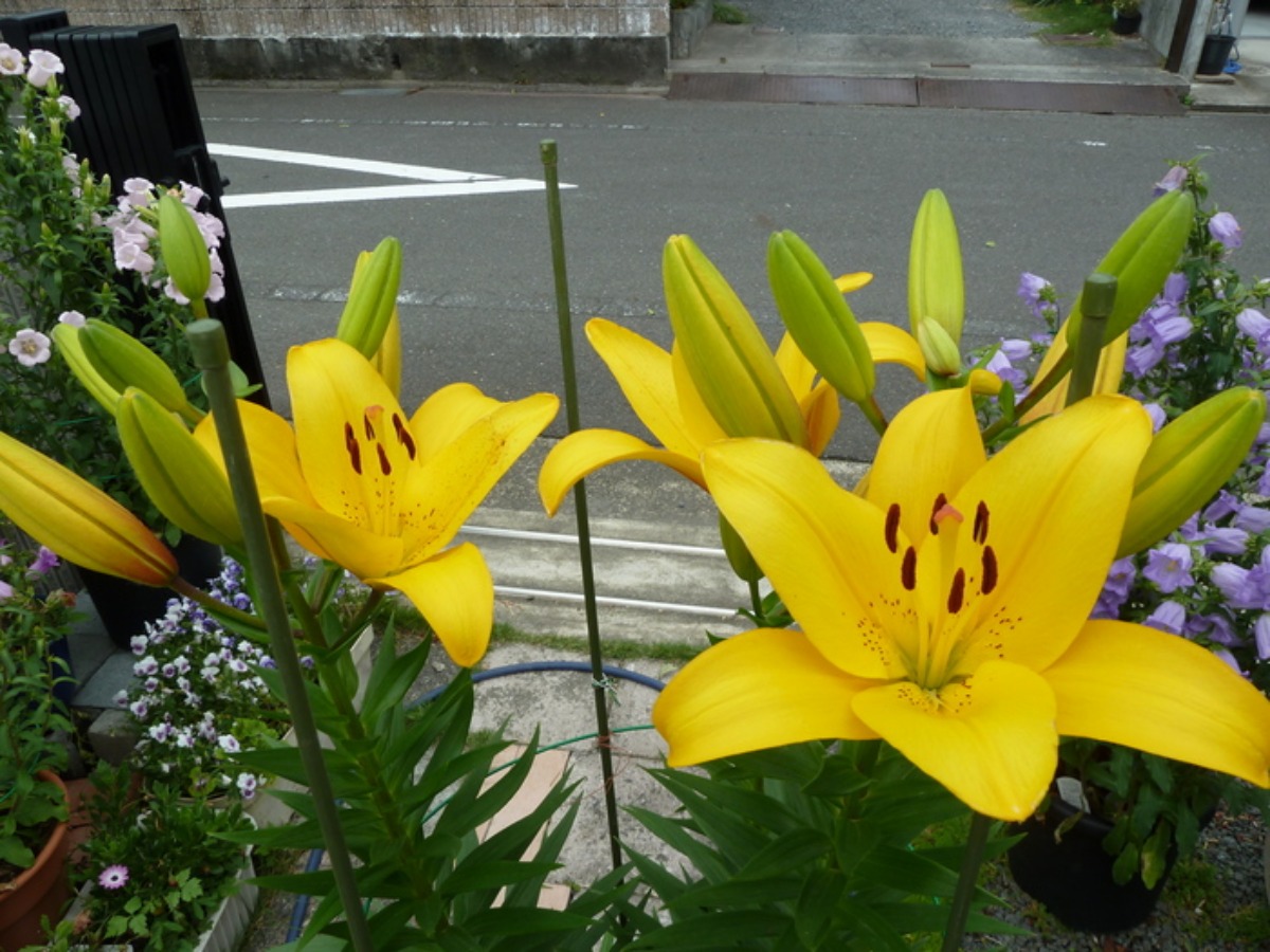e0033229_2010830.jpg