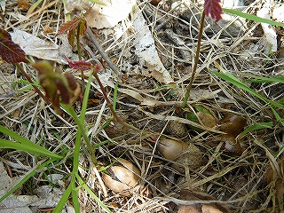 b0196837_11575982.jpg