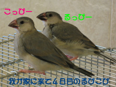 b0158061_2225927.jpg
