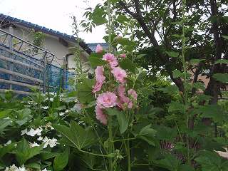 f0062462_186529.jpg
