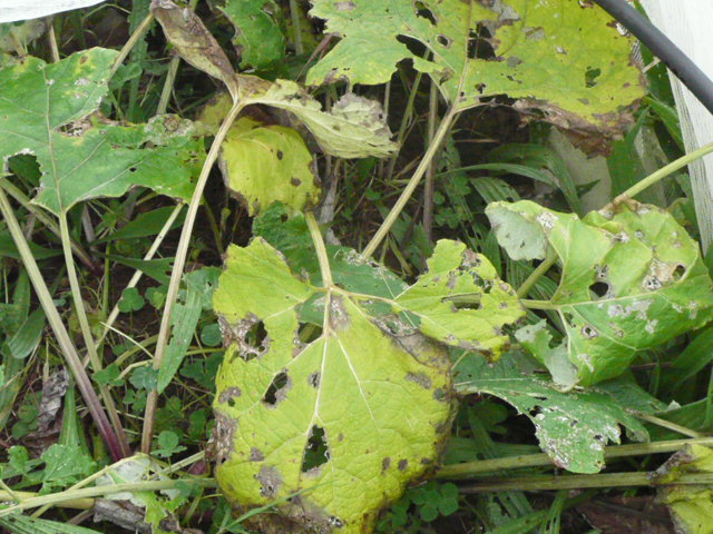 a0121666_032946.jpg
