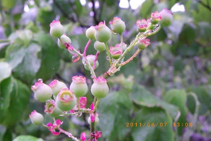 f0016066_132768.jpg