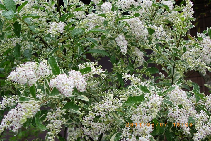 f0016066_13481391.jpg