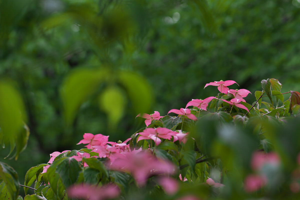 a0083081_1273137.jpg