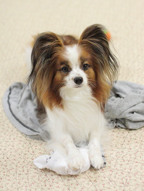 c0044199_2231355.jpg