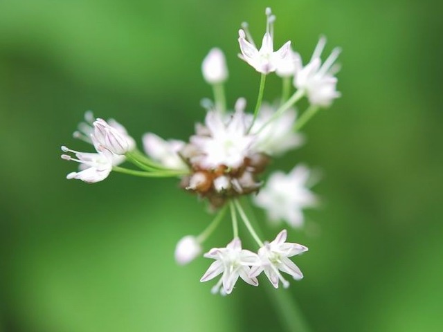 e0025300_1139466.jpg