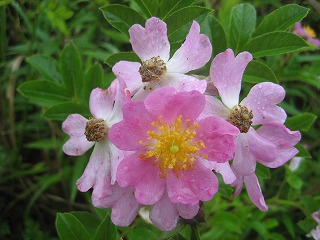 f0139520_11181320.jpg