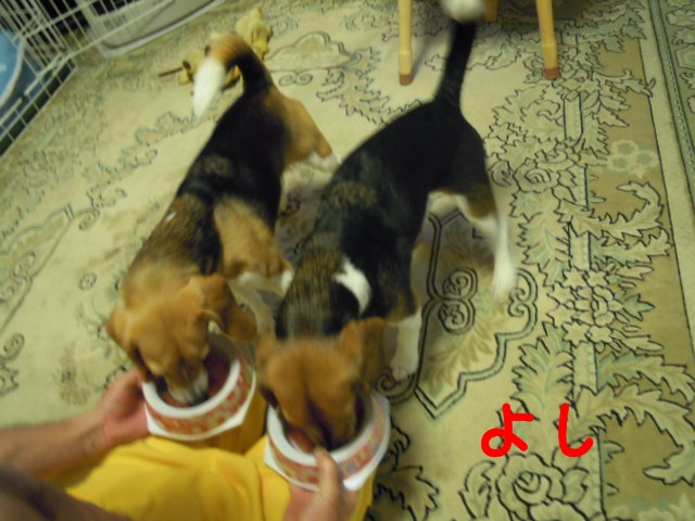 c0166622_1124188.jpg