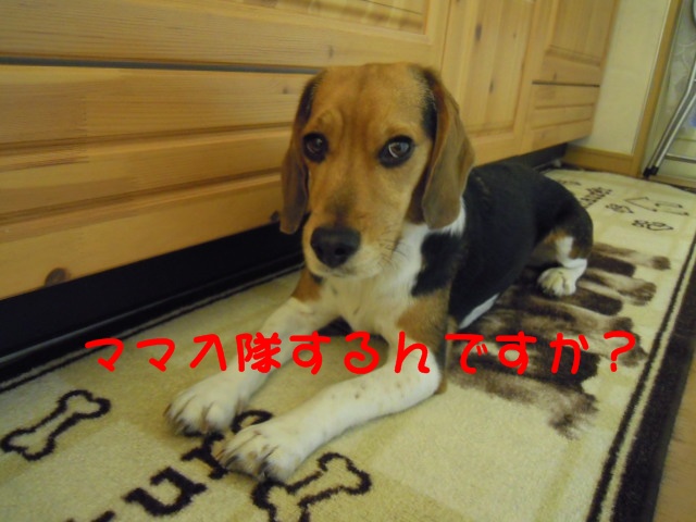 c0166622_11365147.jpg