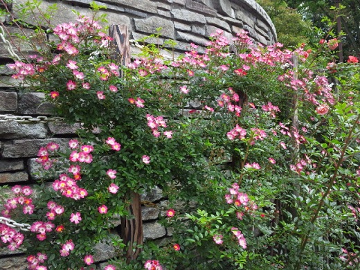 b0199924_15313528.jpg