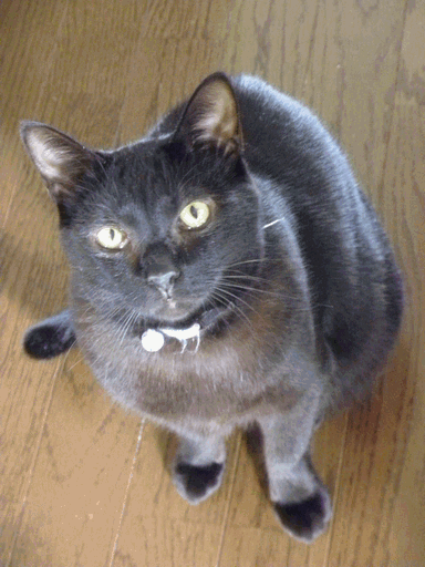 c0136736_1222346.gif