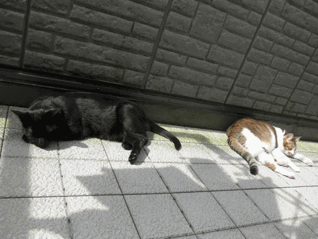 c0136736_12244991.gif
