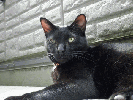 c0136736_12251718.gif