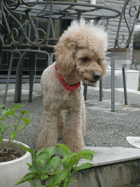 c0136736_17271529.gif