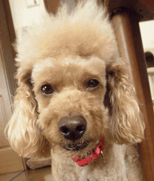 c0136736_17275456.gif