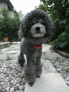 c0136736_17401148.gif