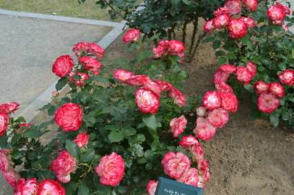 e0228938_19523647.jpg